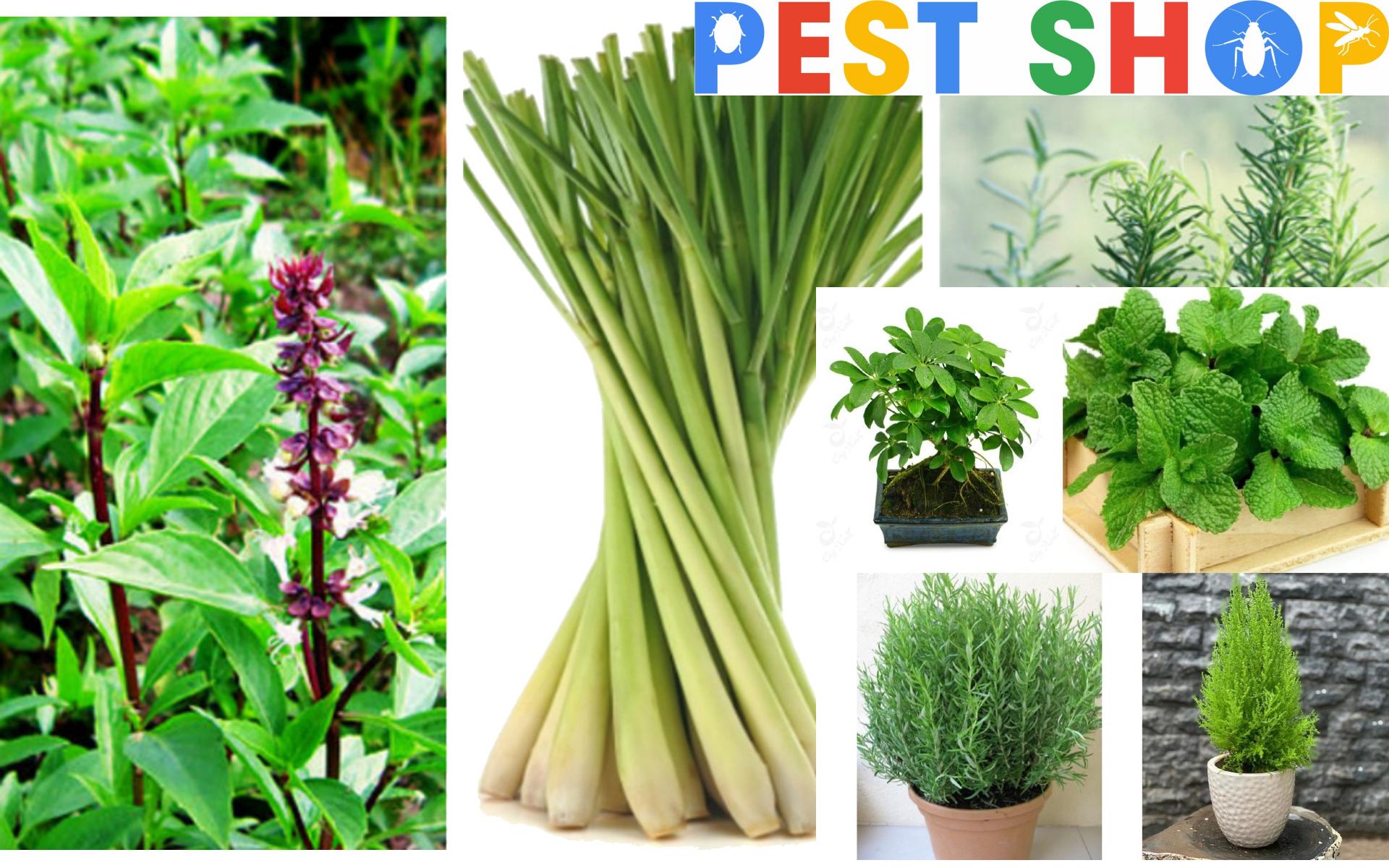 Đuổi muỗi bằng các loại cây diệt muỗi.