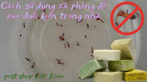 Cách sử dụng xà phòng để xua đuổi kiến trong nhà