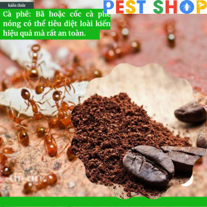 Đuổi kiến bằng cách sử dụng bột cà phê