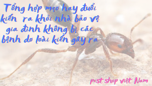 Mẹo hay đuổi kiến ra khỏi nhà