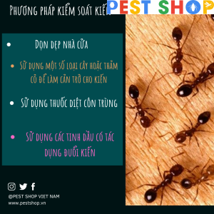 Phương pháp kiểm soát kiến