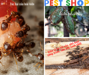 Tác hại của kiến đối với động vật và môi trường