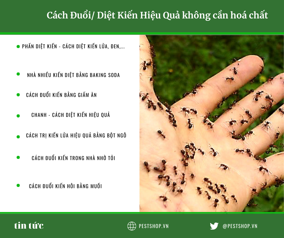 cách diệt kiến không cần hoá chất