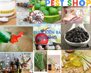 đuổi kiến ra khỎI nhÀ