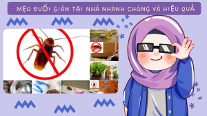 Mẹo đuổi gián tại nhà nhanh chóng và hiệu quả