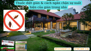 Thuốc diệt gián & cách ngăn chặn sự xuất hiện của gián trong nhà