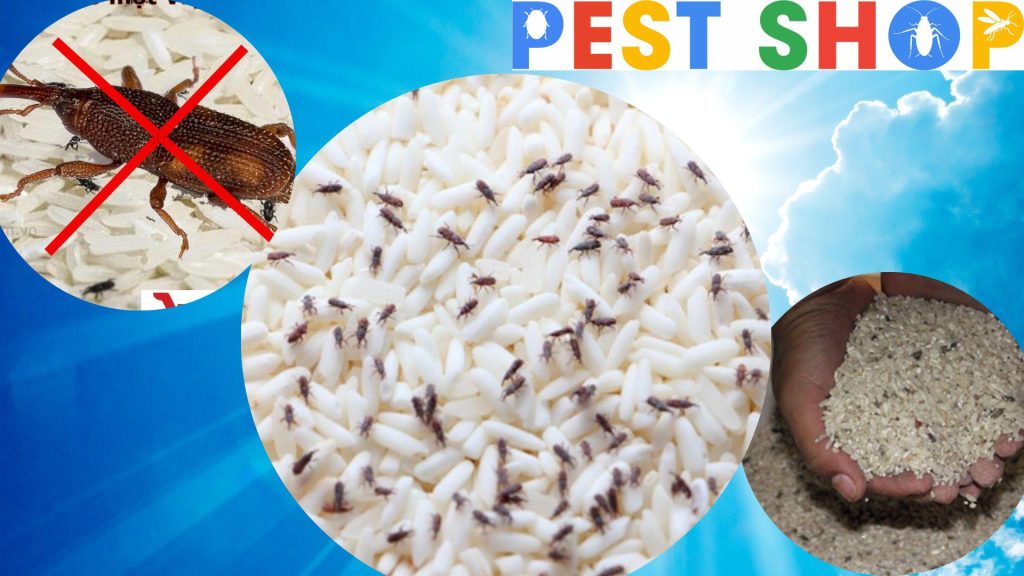 mọt thóc & cách trị mọt thóc mọt gạo
