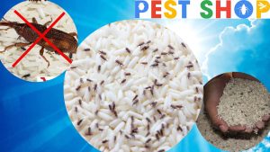 mọt thóc & cách trị mọt thóc mọt gạo