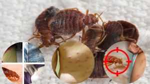 Tác hại của con rệp giường