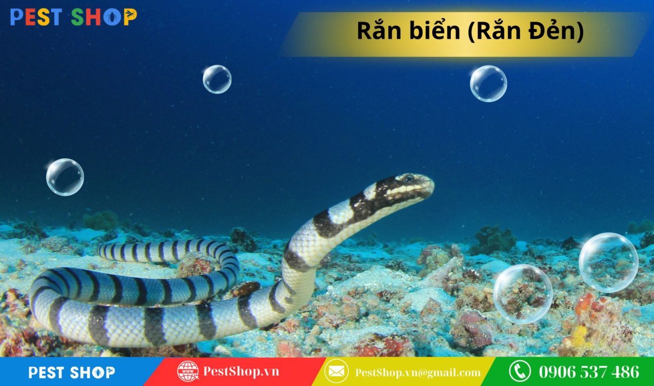 Rắn biển (Rắn Đẻn)