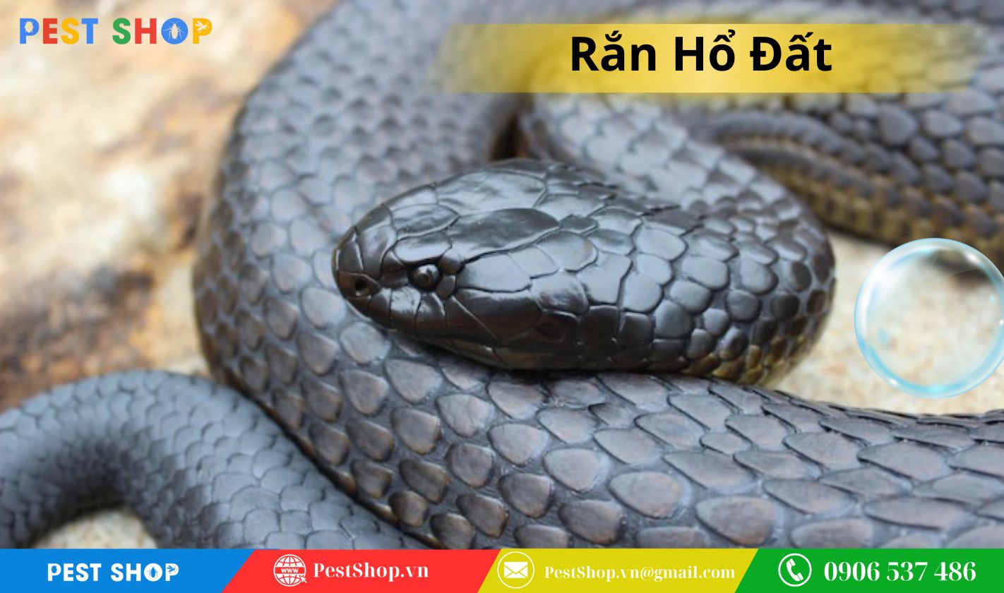 Rắn hổ đất (Rắn hổ phì, rắn hổ mang một mắt kính)