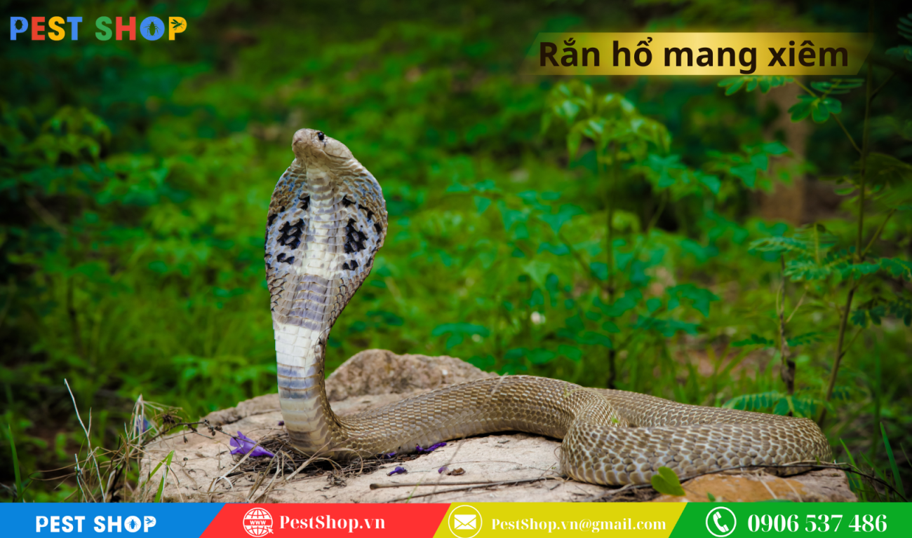 Rắn hổ mang xiêm ( Rắn hổ mèo)