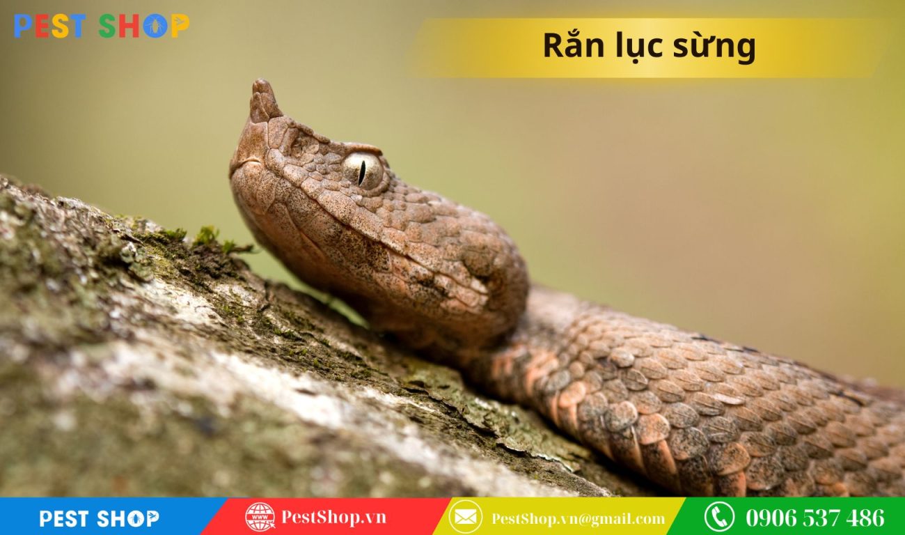 Rắn lục sừng với đầu hình tam giác