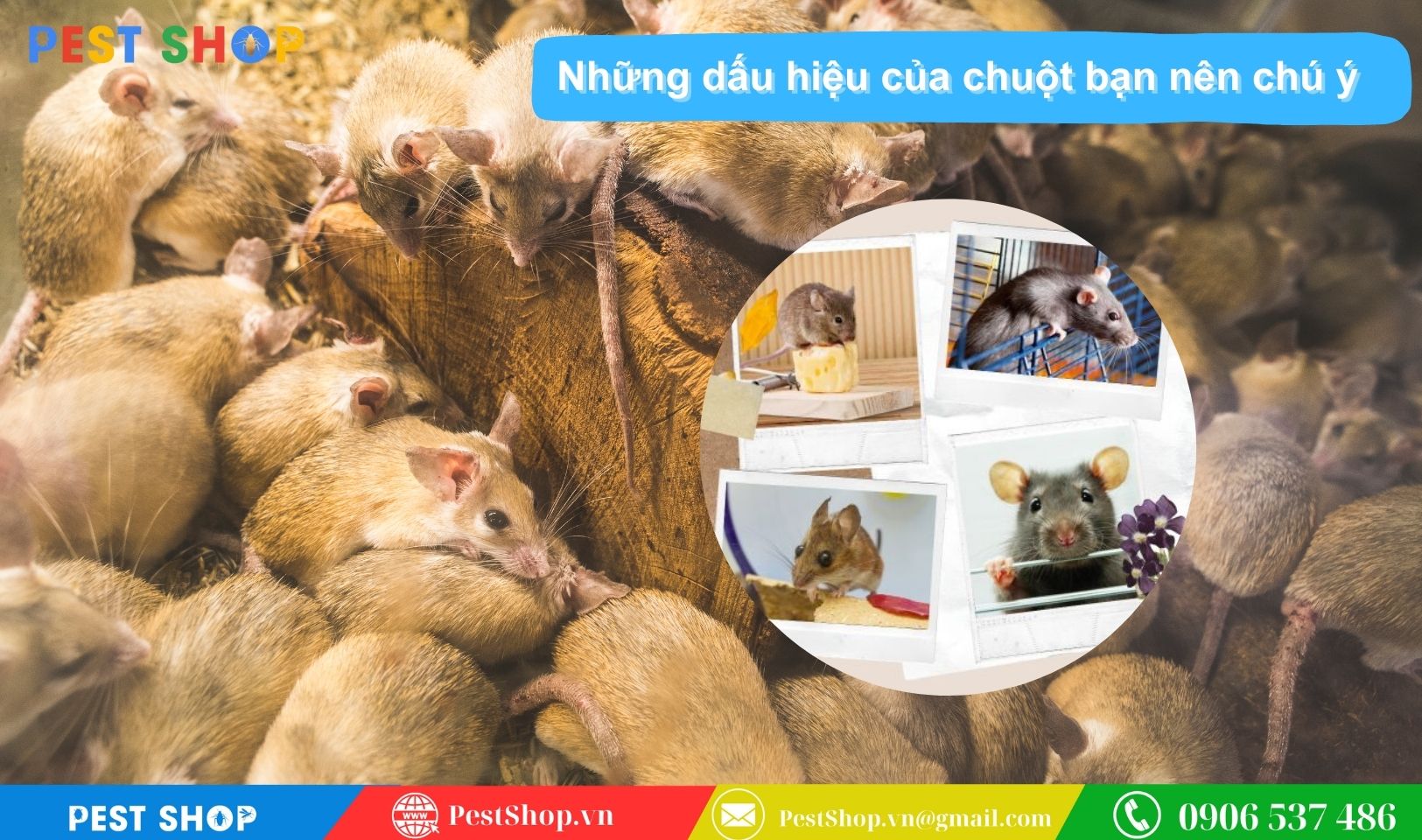 Những dấu hiệu của chuột bạn nên chú ý