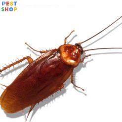 thuốc diệt côn trùng Peka - esla 70EC