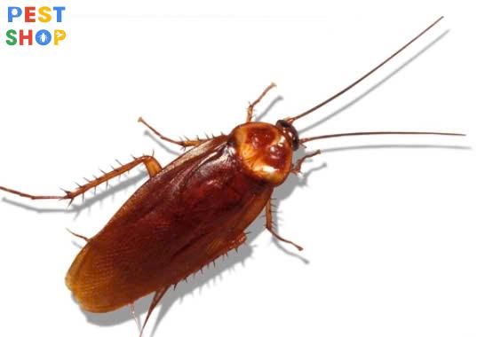 thuốc diệt côn trùng Peka - esla 70EC