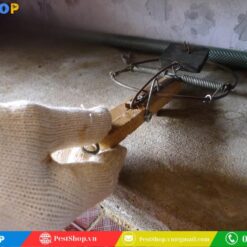 bẫy chuột bán nguyệt