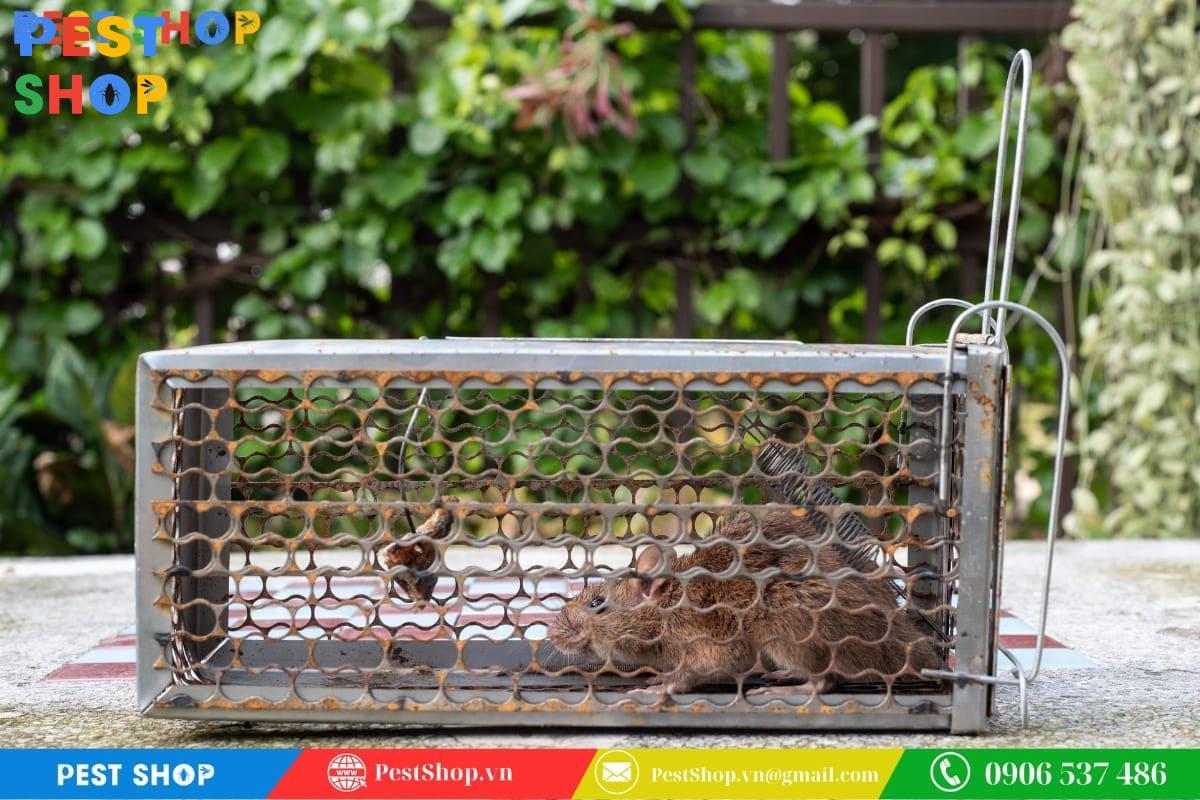 bẫy chuột sắt